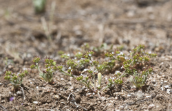 Straight-awned spineflower (Chorizanthe rectispina) growth habit, San Luis Obispo County, April 26, 2013. Photo © 2013 Chris Winchell. Straight-awned spineflower (Chorizanthe rectispina) growth habit, San Luis Obispo County, April 26, 2013. Photo © 2013 Chris Winchell.